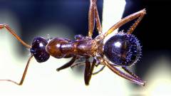 Formica pallidefulva