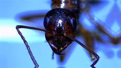 Formica pallidefulva