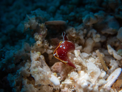 Gastropteron chacmol