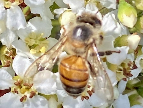 iNaturalist observation photo of Western Honey Bee