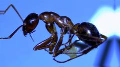 Formica pallidefulva