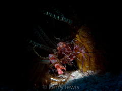 Alpheus immaculatus