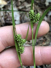 Carex pallescens