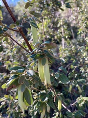 Correa glabra