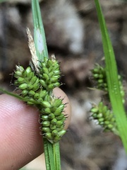 Carex pallescens