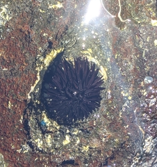 Echinometra oblonga