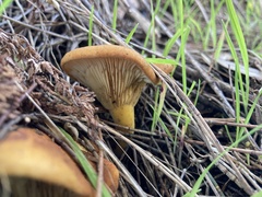 Fungi