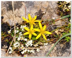 Gagea granatellii
