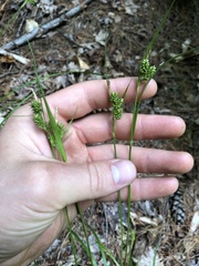 Carex pallescens