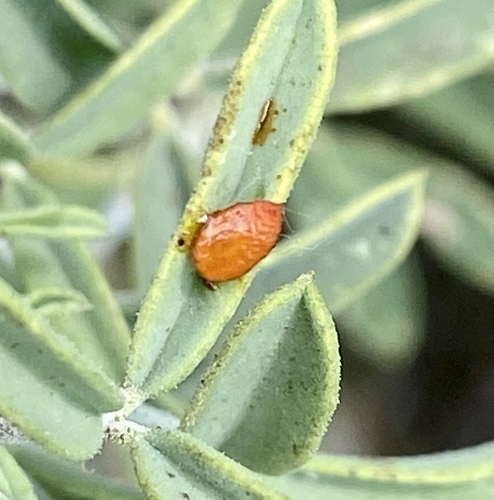 iNaturalist observation photo of Plant-parasitic Hemipterans