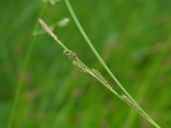 Carex angustata