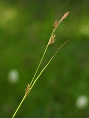 Carex luzulina