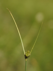 Carex athrostachya