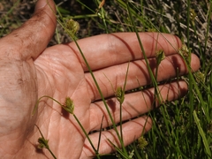 Carex athrostachya