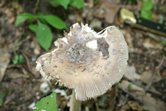 Amanita ceciliae