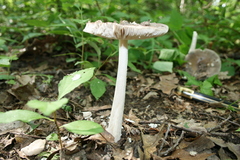 Amanita ceciliae