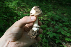 Amanita ceciliae
