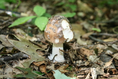 Amanita ceciliae