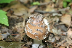 Amanita ceciliae