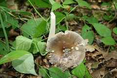 Amanita ceciliae