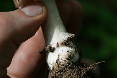 Amanita ceciliae