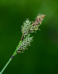 Carex heteroneura