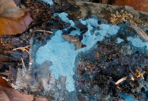 Byssocorticium atrovirens image