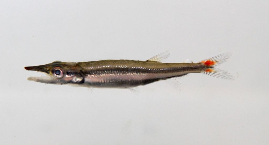 Acestrorhynchus nasutus