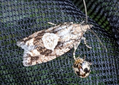 Zeiraphera improbana