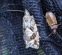 Zeiraphera improbana