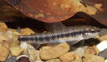 Banded Characidium