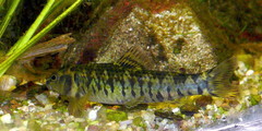 Banded Characidium photo 4