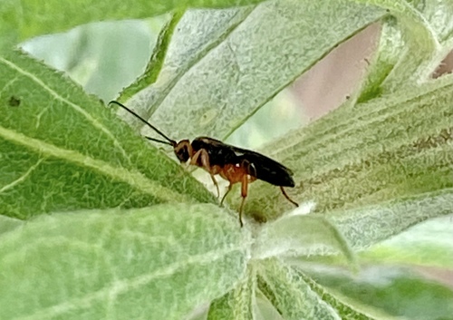 iNaturalist observation photo of Metopiinae