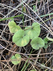Dichondra repens