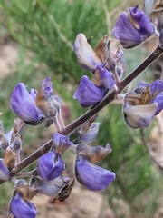 Lupinus fulcratus