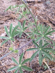 Lupinus fulcratus