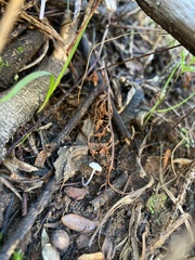 Fungi