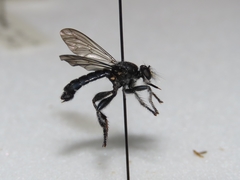 Laphria sicula