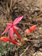 Ipomopsis aggregata bridgesii