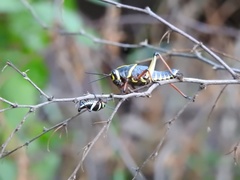 Taeniopoda tamaulipensis