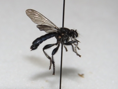 Laphria sicula
