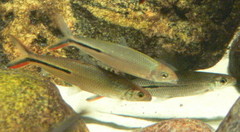 Slender Hemiodus photo 1