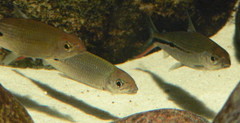 Slender Hemiodus photo 2