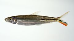 Slender Hemiodus photo 3