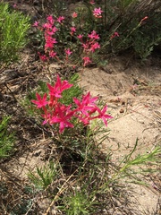 Ipomopsis aggregata bridgesii