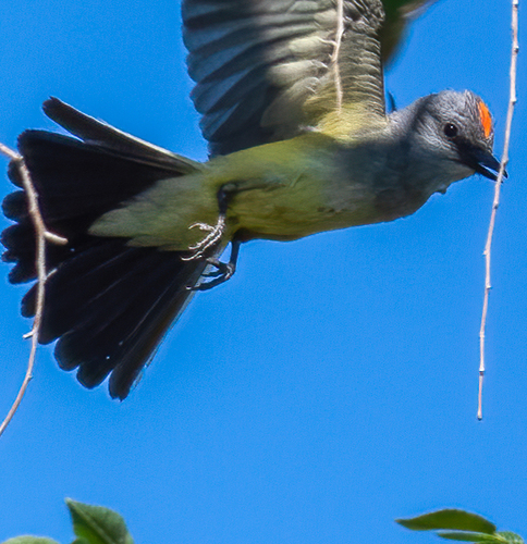 Western Kingbird, photo 4 of 10