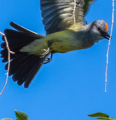 Western Kingbird photo 5