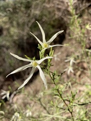 Anthocercis angustifolia