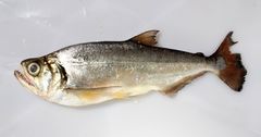 Sabretooth Tetra photo 4