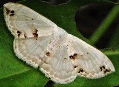 Somatina rufifascia